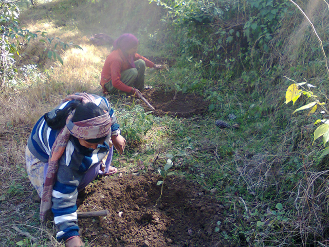 agro-forestry-1