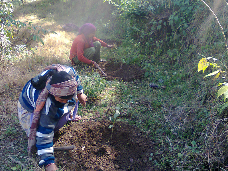 agro-forestry-1