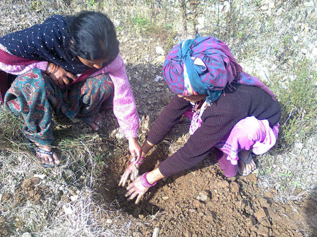 agro-forestry-13