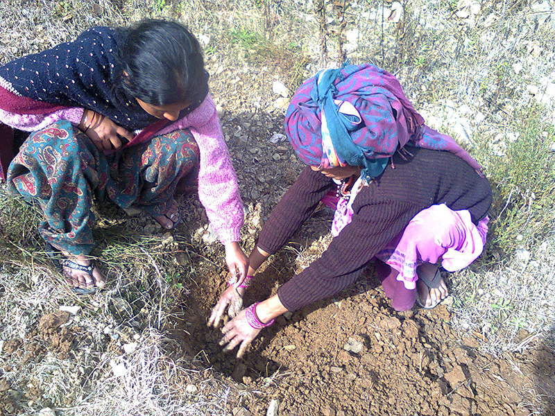 agro-forestry-13