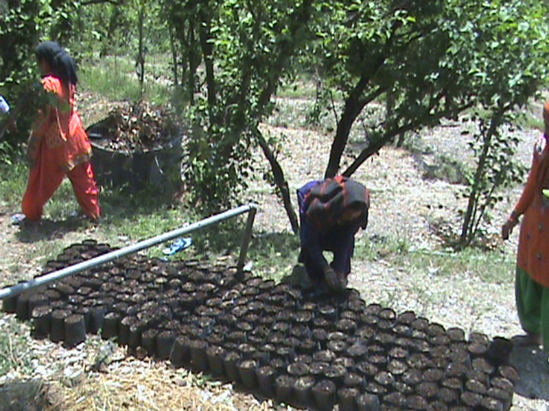 agro-forestry-6