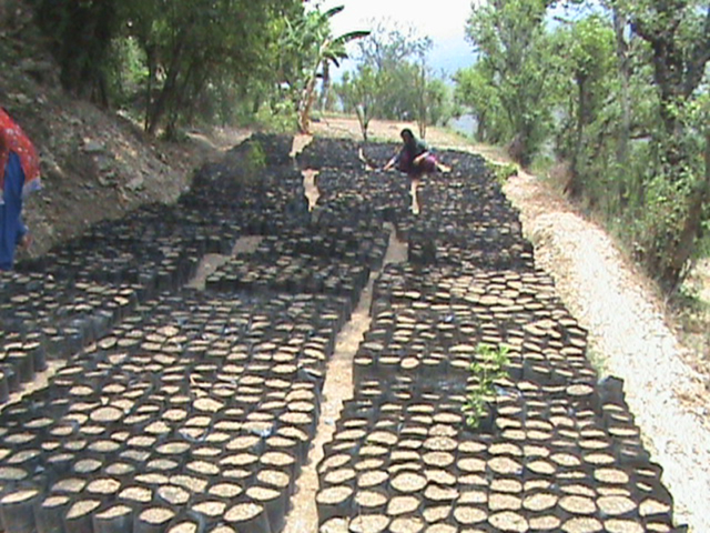 agro-forestry-9
