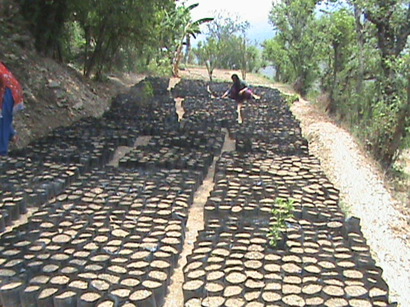 agro-forestry-9